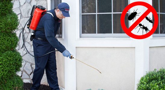 Pazar Fare İlaçlama böcek ilaçlama ve haşere kontrolü — ilaclama-tr.com